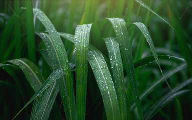 Water drops on fresh green leaf. Close Up Green cane leaf after raining