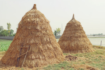 Haystacks and husk pods in Haryana, India