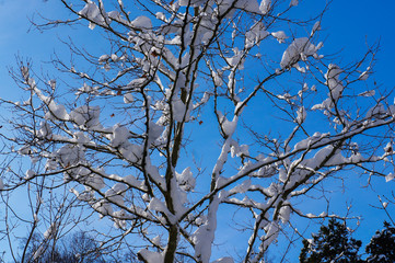 Winter and snow on the trees. Blue sky, white clean snow. Winter background. Alps.