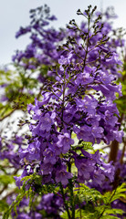 Gorgeous Purple Flower