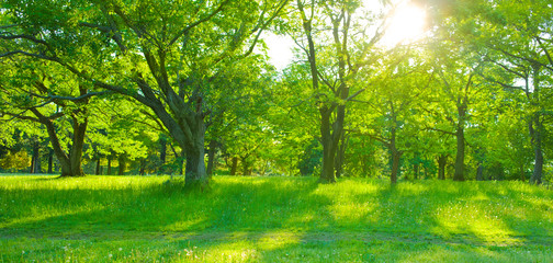 Park sunlight in the morning