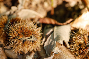 Kastanienigel auf trockenen Waldboden