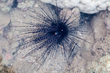 Black sea urchin on the sea floor.