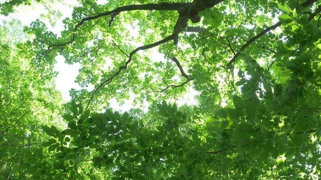 tree in forest