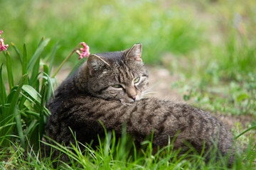 close up on old cat in the grass