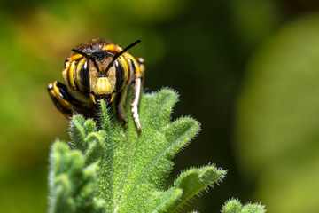 Bumblebee on a leaf, head looking straight to camera