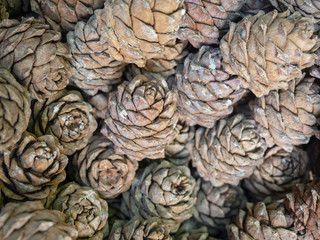 Fototapeta na wymiar Background - cedar cones. Scales, resin. blurred.