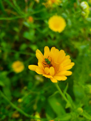 Fly in Flower