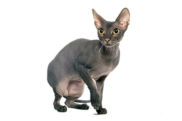 cat a sphinx on a white background in studio isolate