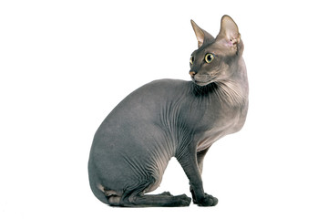cat a sphinx on a white background in studio isolate © Natalya Maskaeva