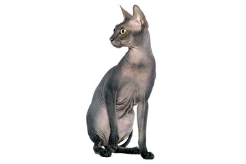 cat a sphinx on a white background in studio isolate