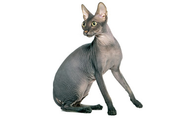cat a sphinx on a white background in studio isolate