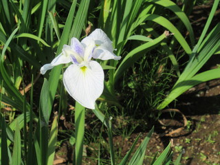 Obraz premium Japanese Iris
