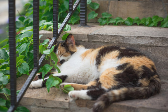 Tricolor cat sleeping in the garden 