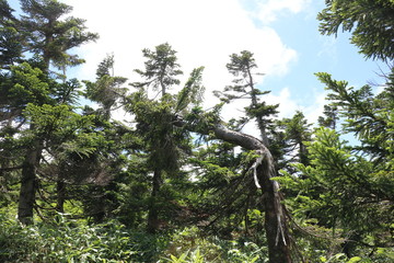 Fototapeta premium 倒木