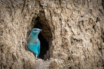 The European Roller bird chick prepares to fly out of the hole-nest