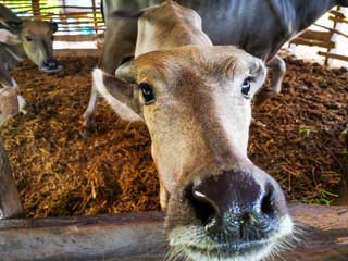 Buffalo a relax in rural village of Thailand. Buffalo in Thailand.