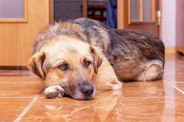 The big brown dog lies in the room on the floor. Keeping animals at home_