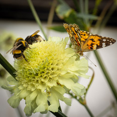 A butterfly and two bees supping nectar from the same flower in perfect harmony