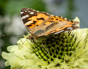 Looking a butterfly in the eye as it settles on a flower to top up with nectar