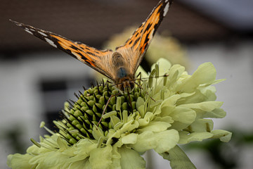 A butterfly lands on a flower, it's colourful wings spread, ready to seek nectar