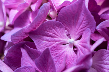 Hydrangea macrophylla pink flowers closeup