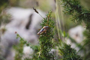 Big dark grasshopper on bush branch macro shot