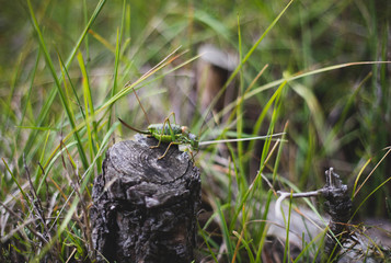 Big green grasshopper on bush branch macro shot