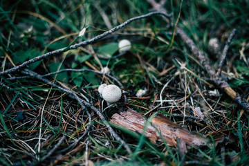 Small puffball mushrooms emerging from the grass and tree branches closeup shot