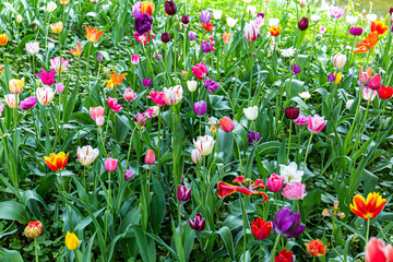 Glade with Colorful flowers tulips blooming in spring