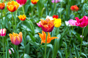 Glade with Colorful flowers tulips blooming in spring
