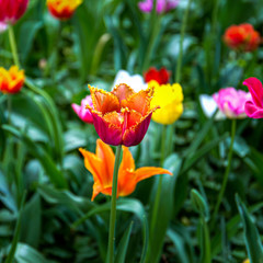 Glade with Colorful flowers tulips blooming in spring
