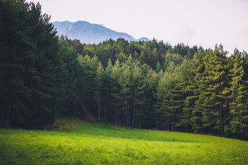 Sunny meadow surrounded by tall pine trees and clear sky in spain