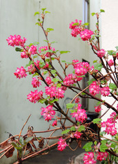 Currant blood-red, Ribes sanguineum, during flowering
