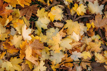 Thick carpet of fallen maple leaves. Bright yellow maple leaves on the ground, close-up. Background concept.