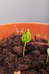 The seedling grows in the ground and prepares for transplanting to open ground. Selective focus