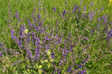 Obraz premium Fleurs des champs, fleurs mauve, œillet bleu, fleurs sauvages