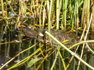 Eine Europäische Sumpfschildkröte im Wasser schwimmend in der Seitenansicht während eines Regenschauers