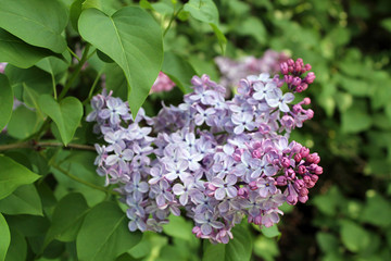 purple flowers of lilac