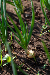 Onion grows in the garden in the garden. First spring harvest. Selection focus. Shallow depth of field
