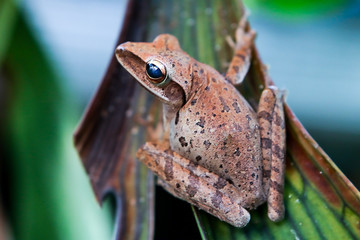 frog on leaf