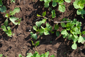 Radishes grows in the garden in the garden. First spring harvest. Selection focus. Shallow depth of field
