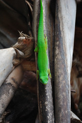 Green day gecko on palm trunk