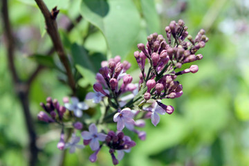 Fototapeta na wymiar branch of lilac