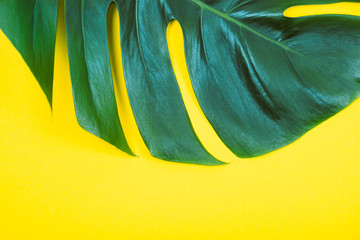 Fototapeta na wymiar Tropical exotic plant green monstera leaf on yellow background.
