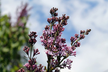 flowers in spring on background of blue sky
