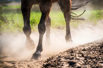 The hooves of walking horse in sand dust. Shallow DOF.