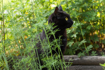 Black cat in profile with yellow eyes in green grass in garden in nature