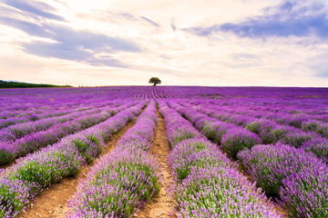 Naklejka na ściany i meble Lavender purple field with beautiful sunset and lines