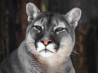 Portrait of a mountain lion in Siberian zoo. Beautiful cat with green eyes.